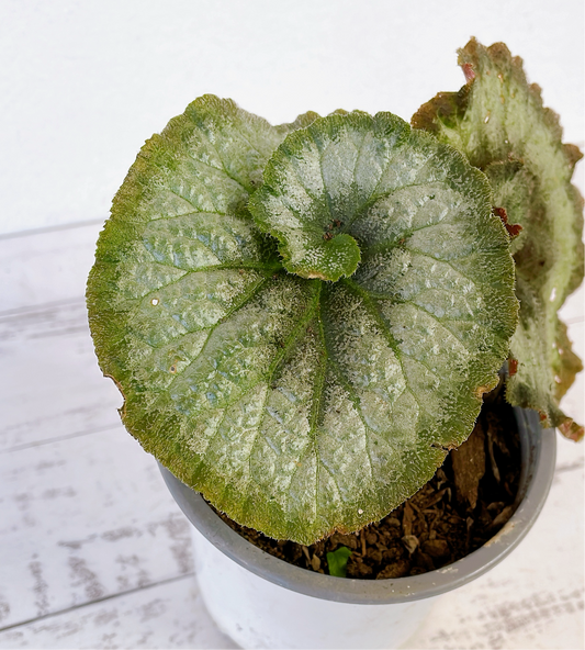 Begonia Caracol