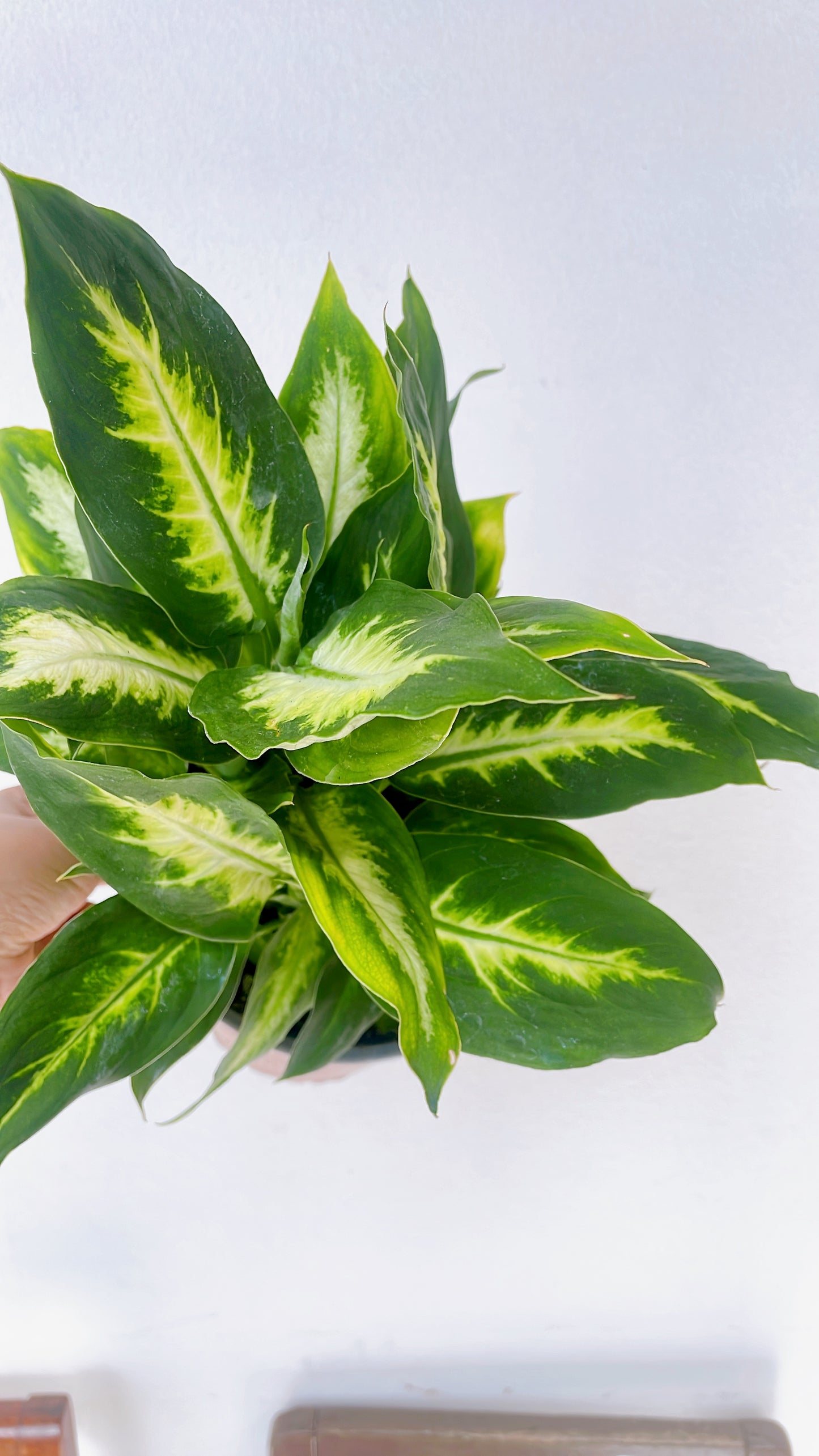 Dieffenbachia