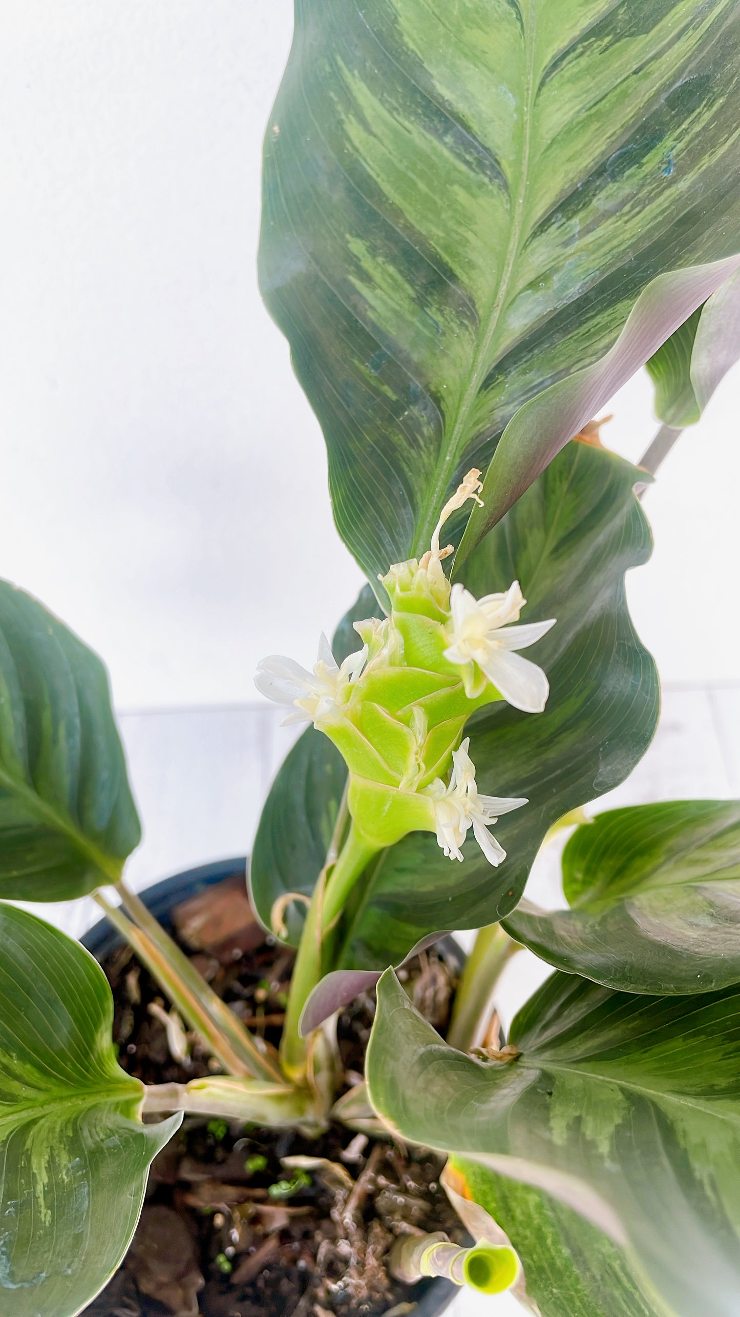 Calathea Albertii