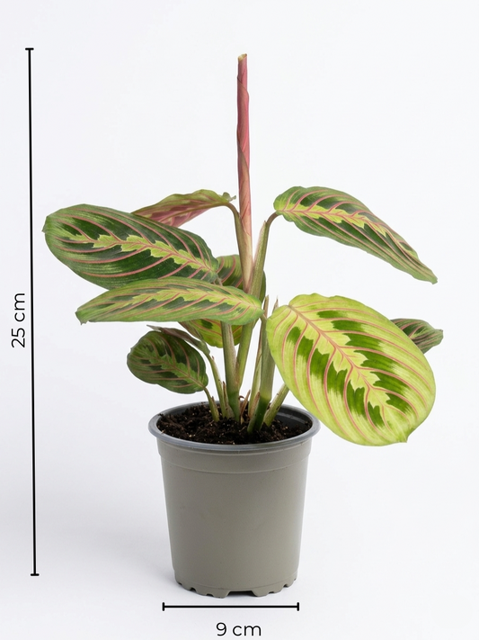 Maranta Leuconeura Mini – Planta de interior 🌿
