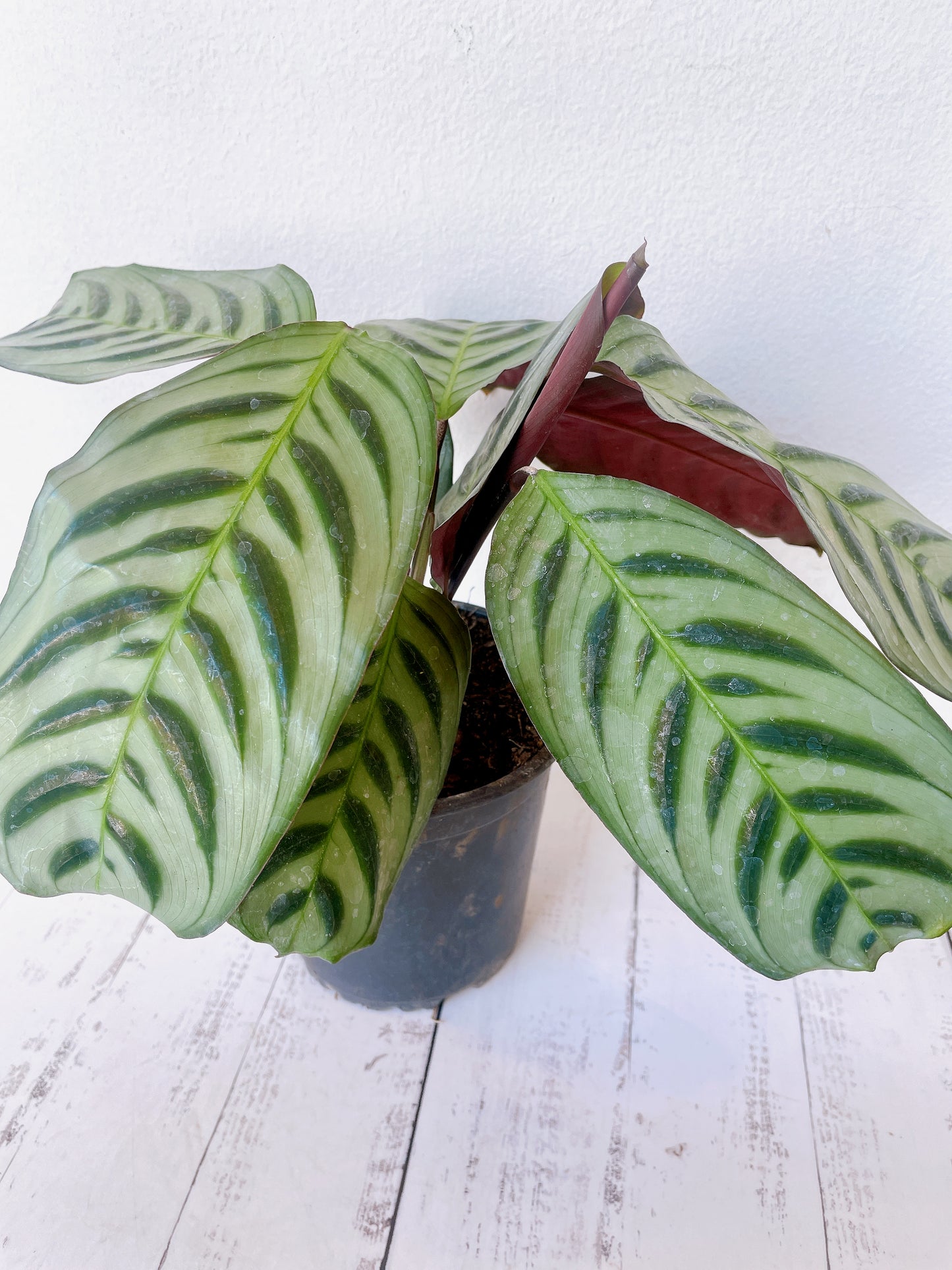 Calathea Burle Max