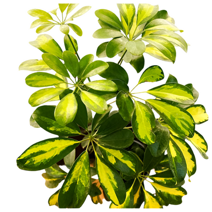 Sheflera