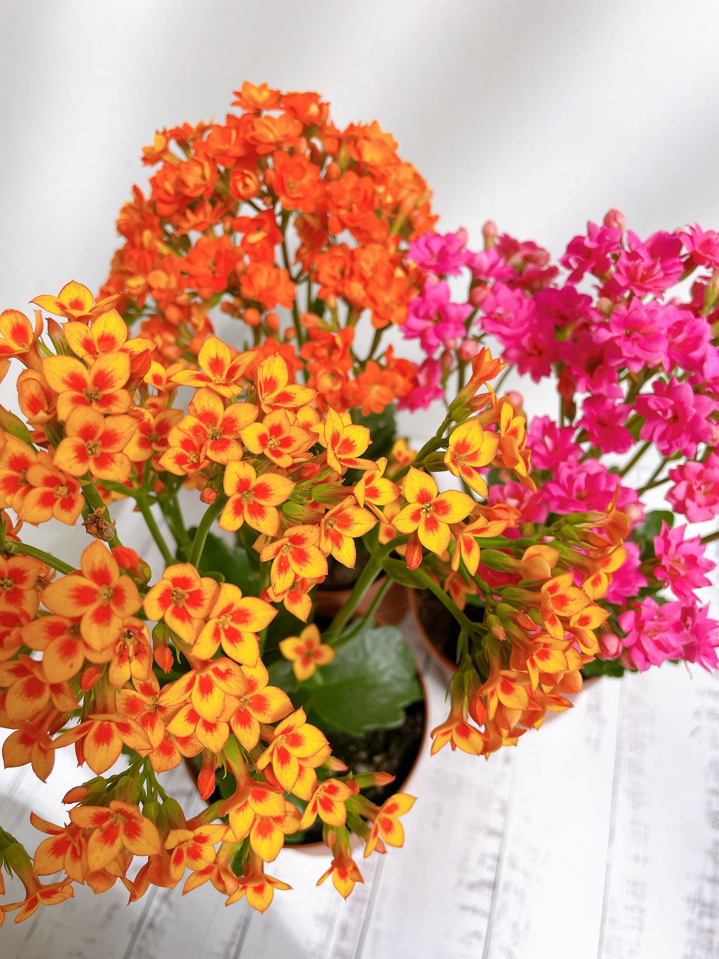 Kalanchoe florido