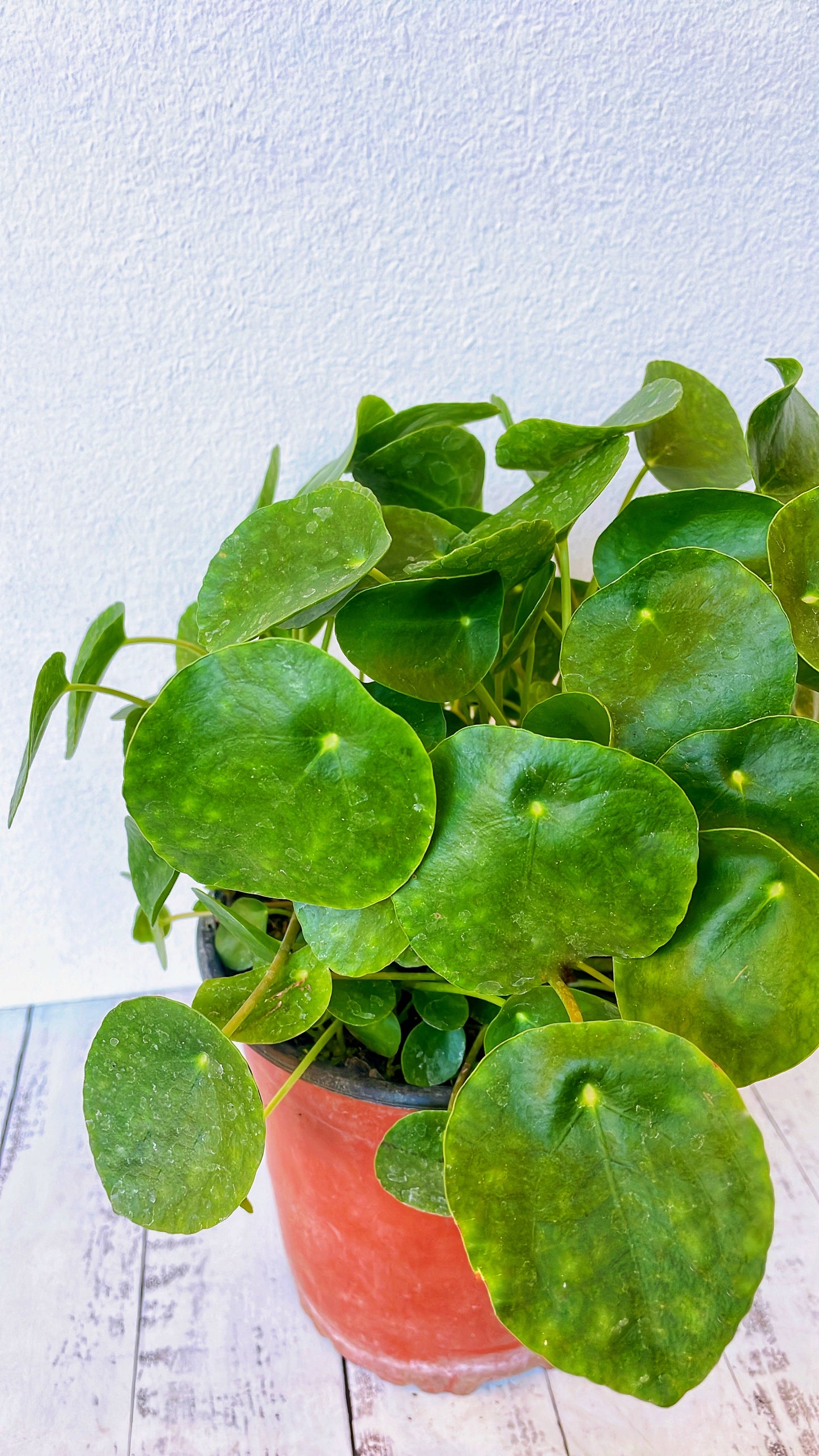 Pilea Peperomiode