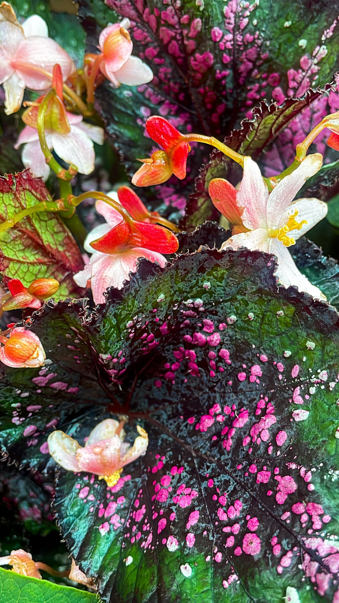 Begonia Rex