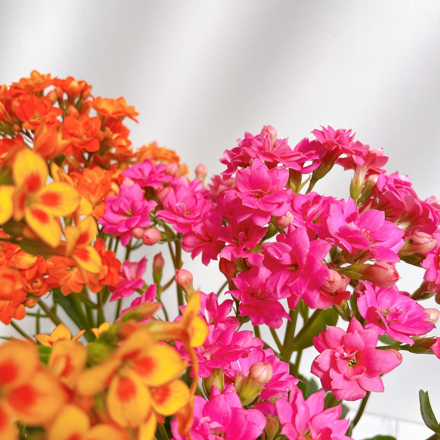 Kalanchoe florido
