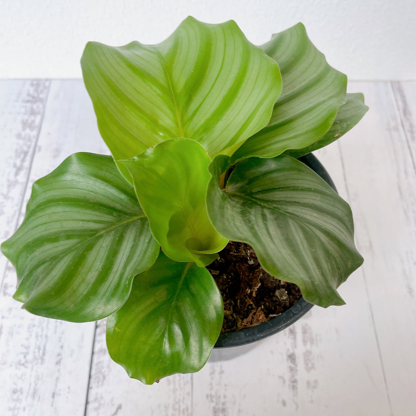 Calathea Orbifolia