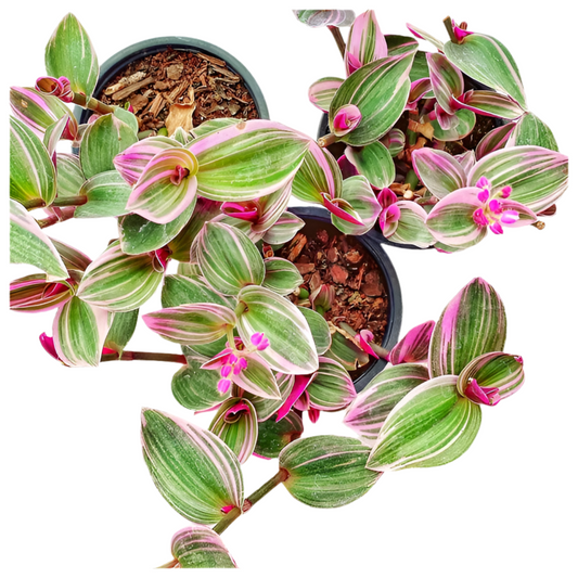 Tradescantia Nanouk