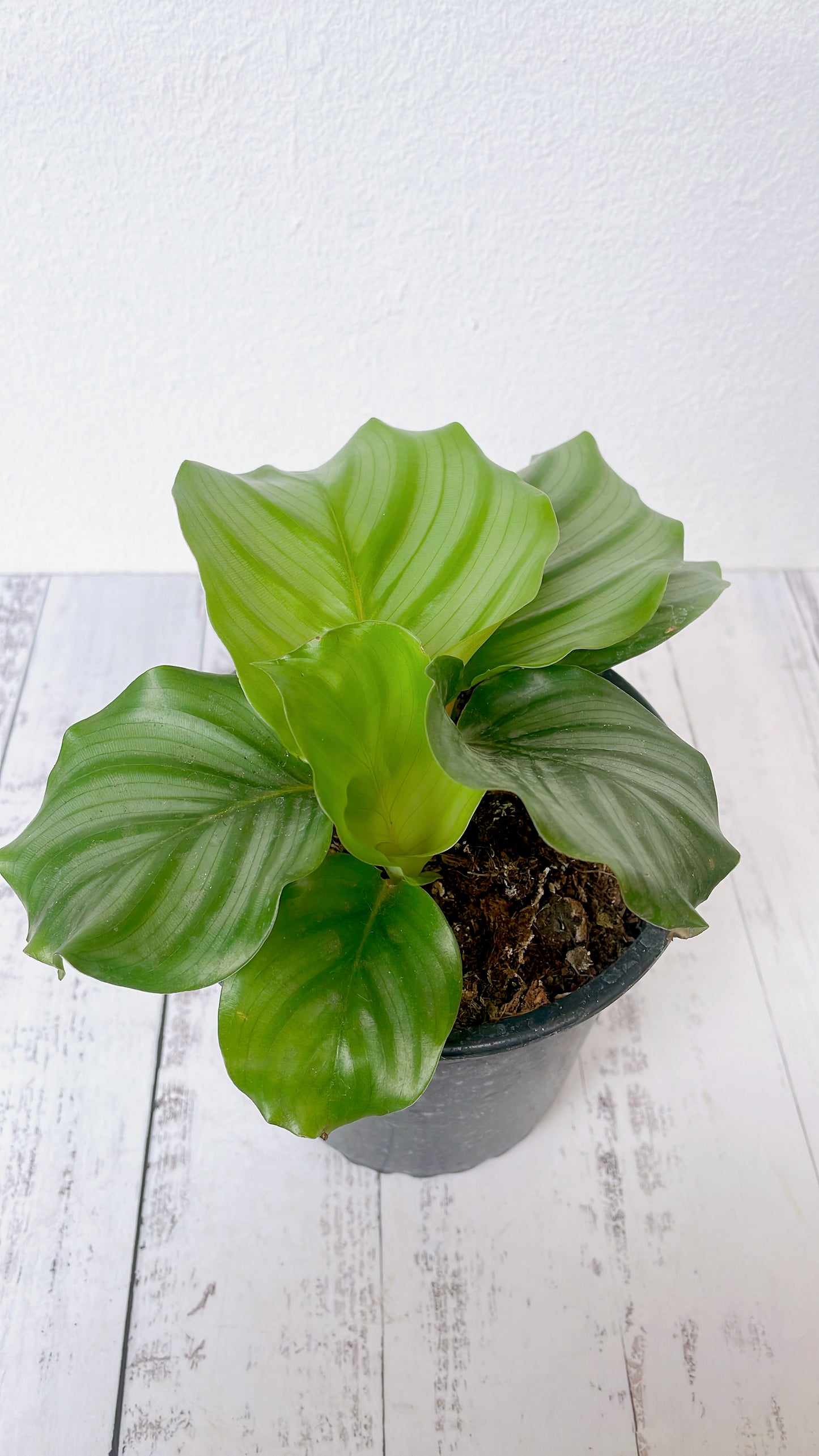 Calathea Orbifolia