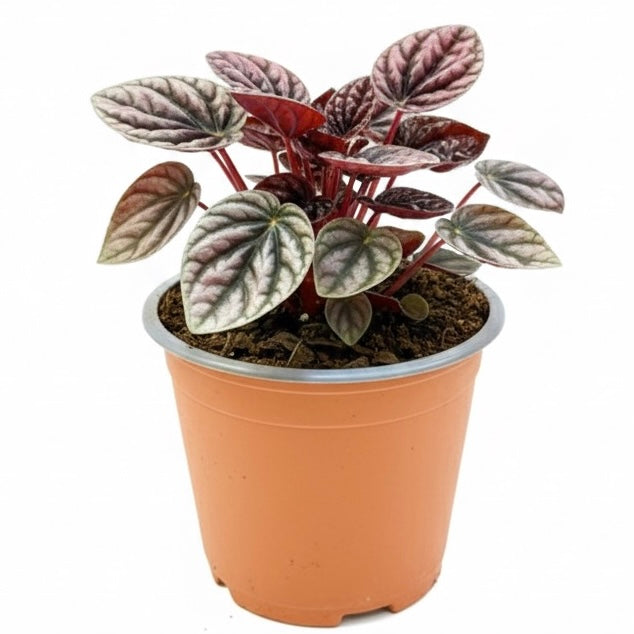 Peperomia Caperata “Schumi Red/Sienna Sunset”