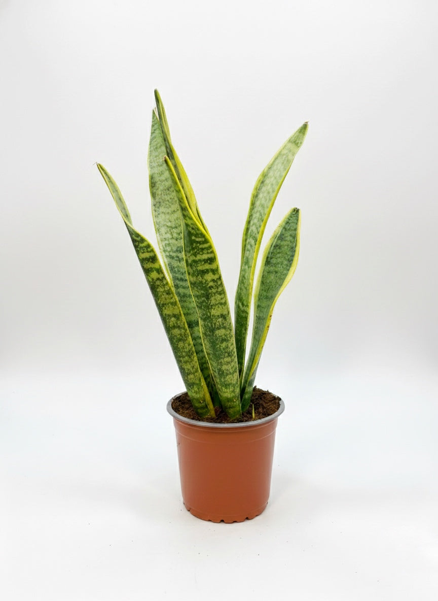 Sansevieria Laurentii