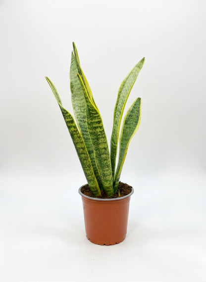 Sansevieria Laurentii