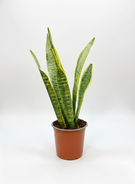 Sansevieria Laurentii