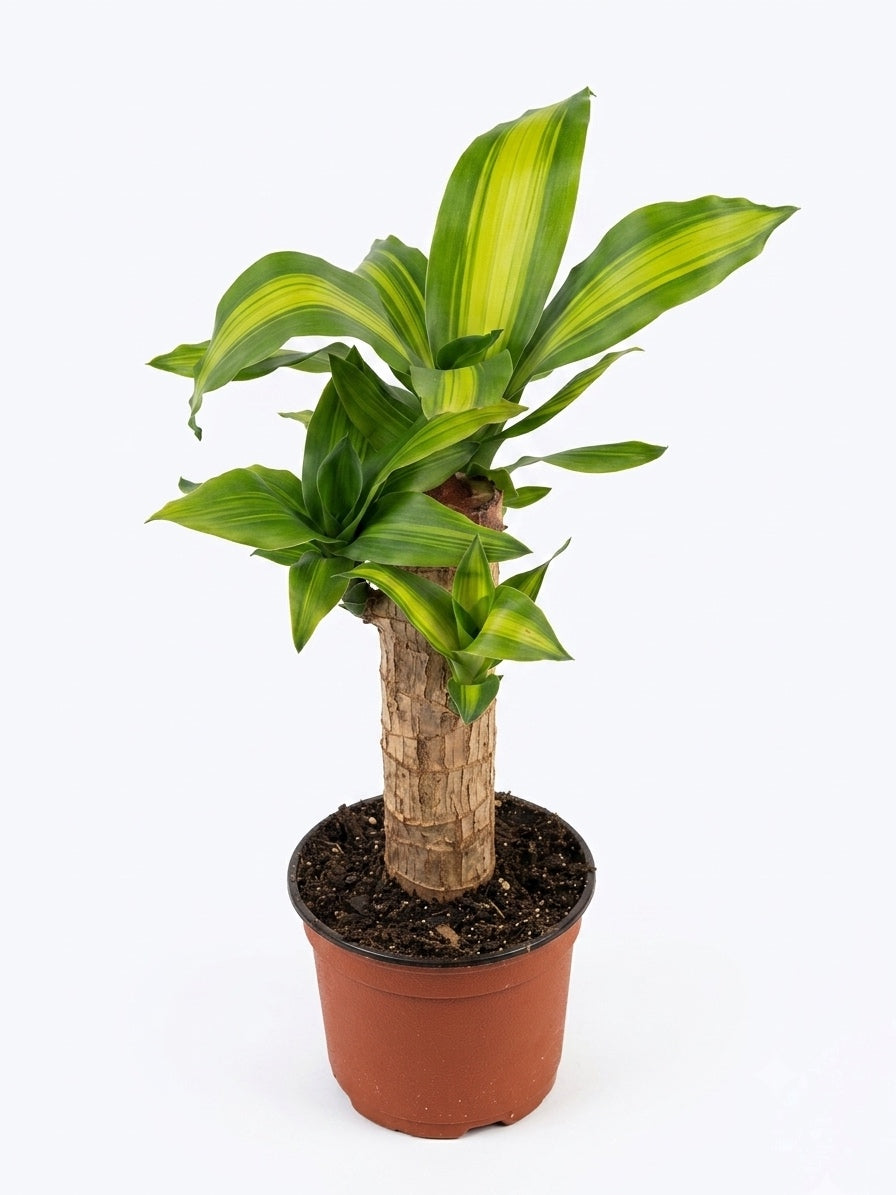 Palo de Agua (Dracaena fragrans) 🌿✨