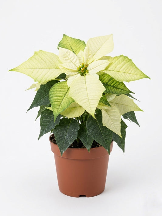 Corona del inca o poinsettia Amarilla