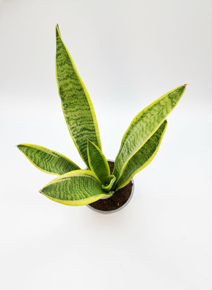 Sansevieria Laurentii