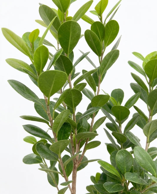 Ficus Moclame