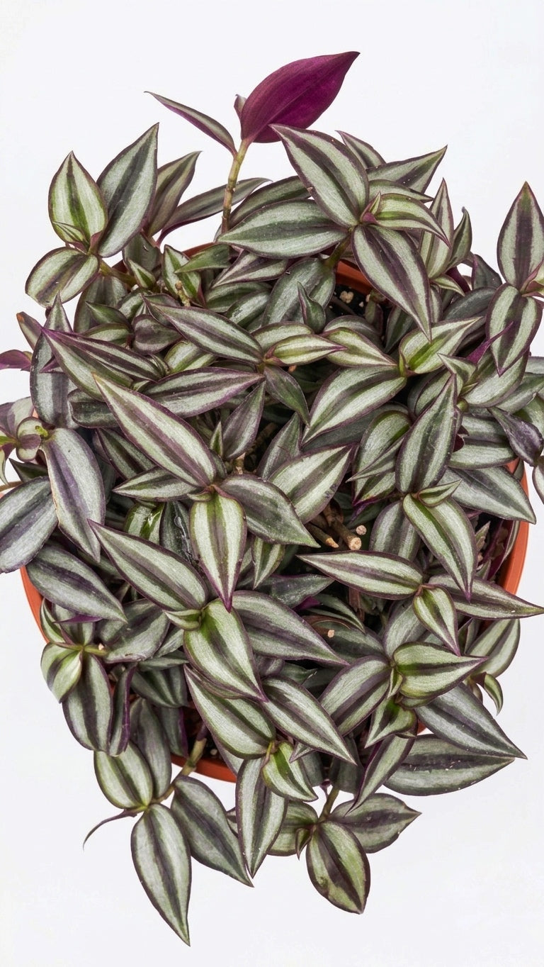 Tradescantia Zebrina