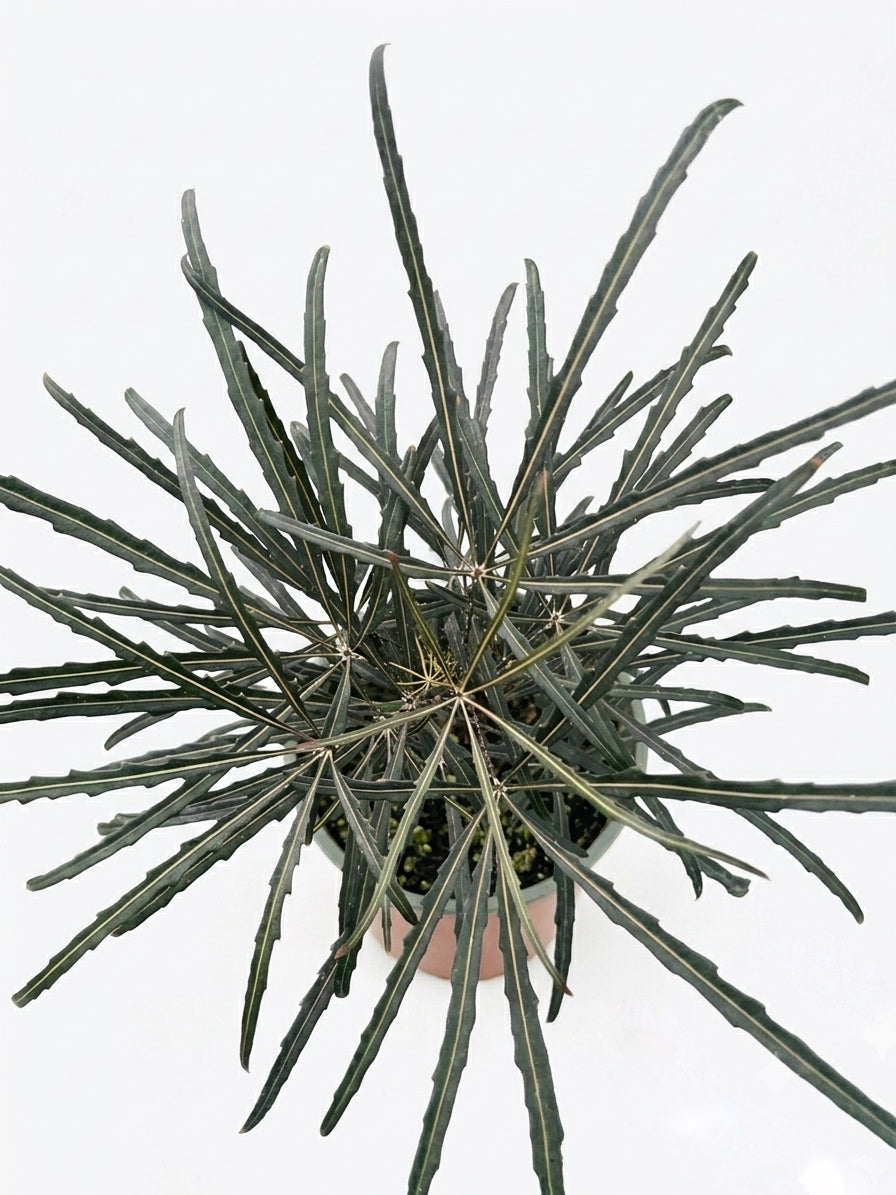 Aralia Elegantissima