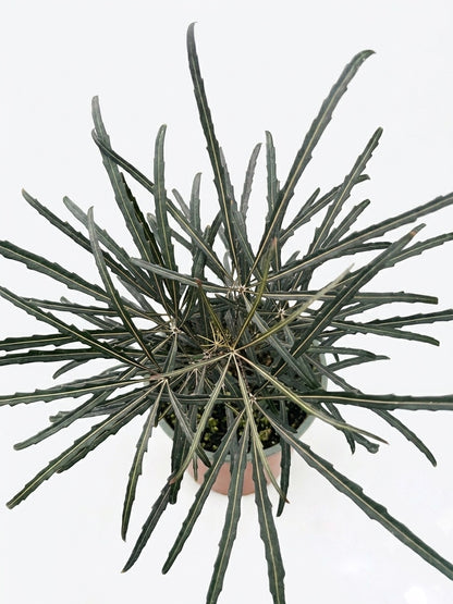Aralia Elegantissima