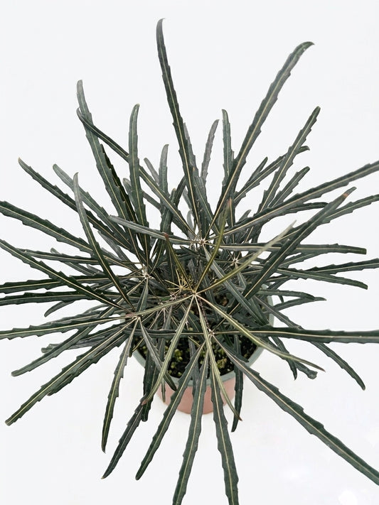 Aralia Elegantissima