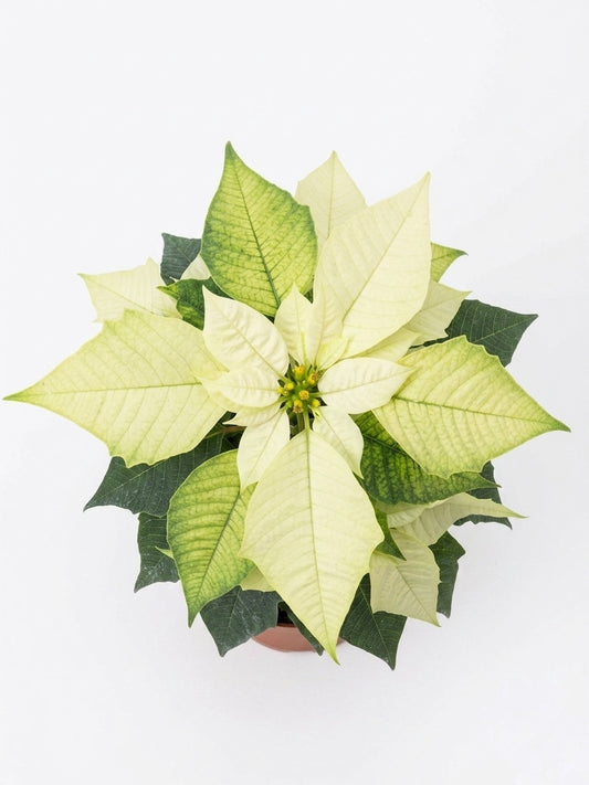 Corona del inca o poinsettia Amarilla