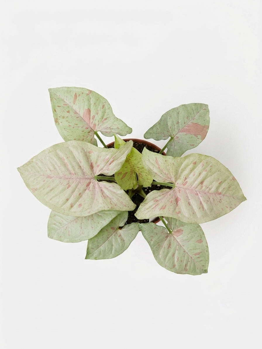 Singonio Confetti