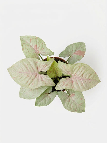 Singonio Confetti