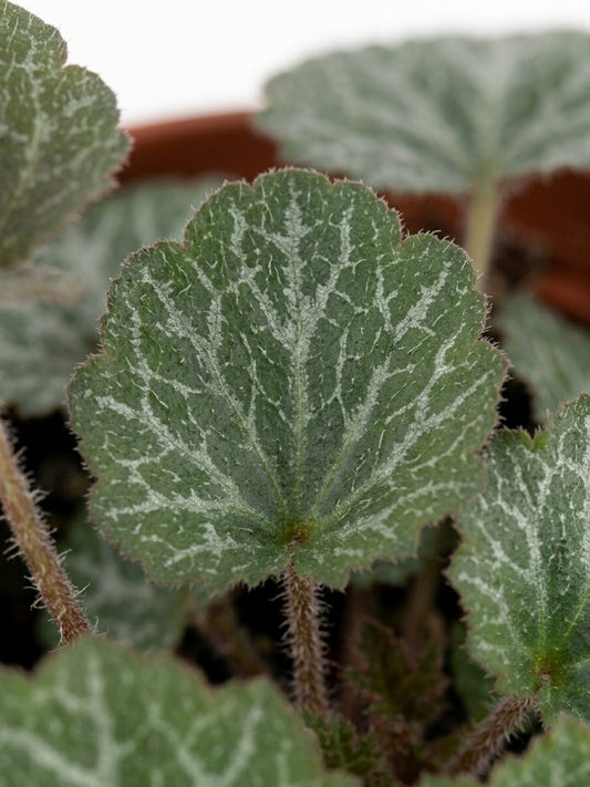 Saxifraga Stolonifera