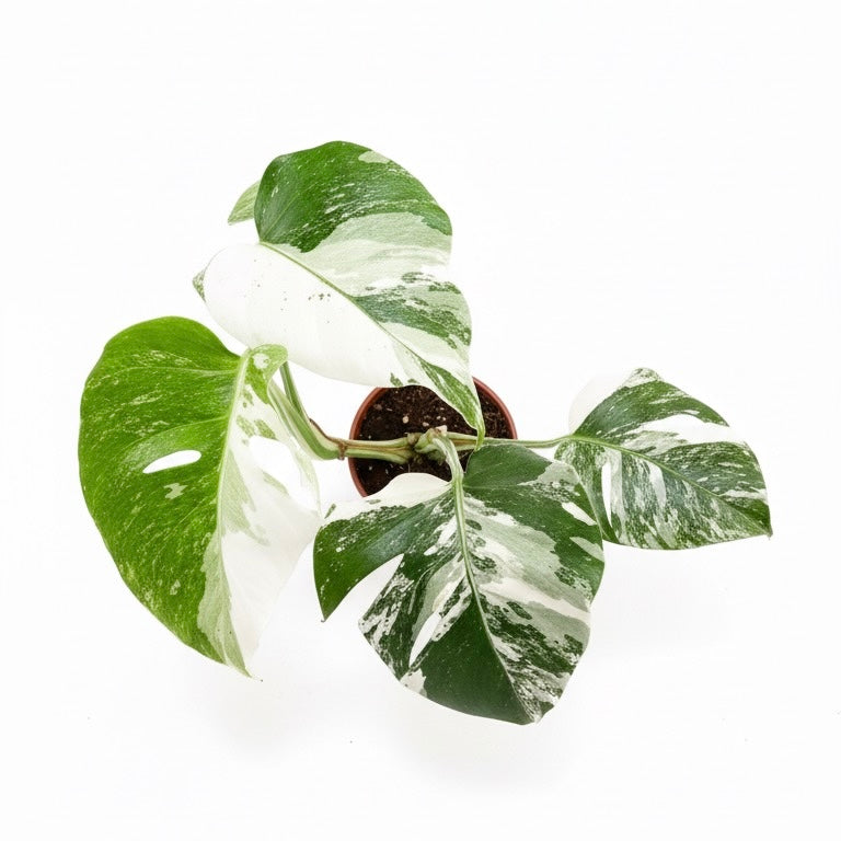 Monstera Albo Variegada