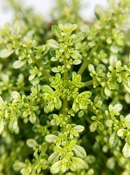 Helecho arroz variegado