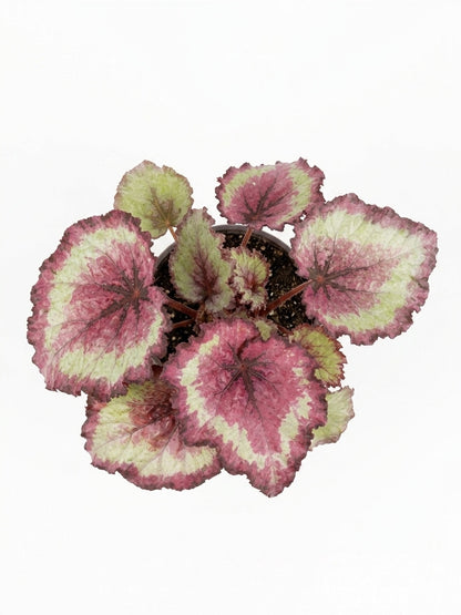 Begonia Rex