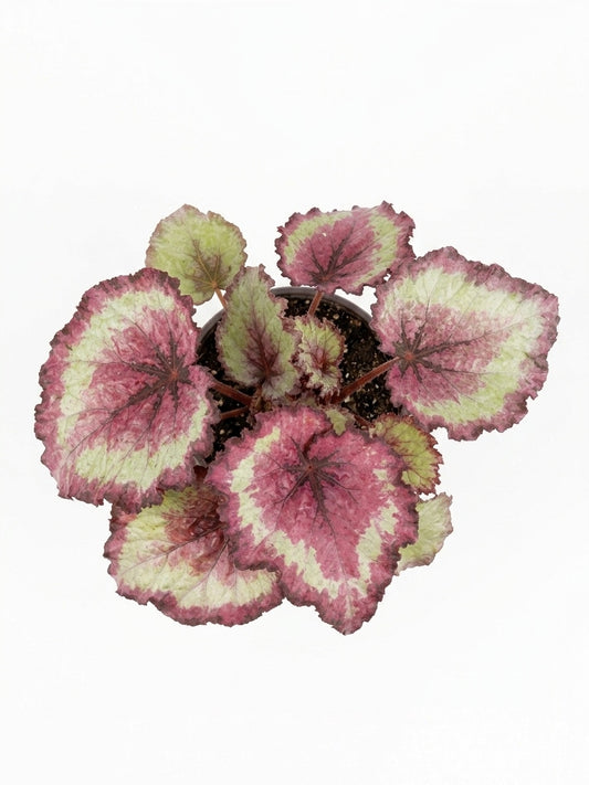 Begonia Rex