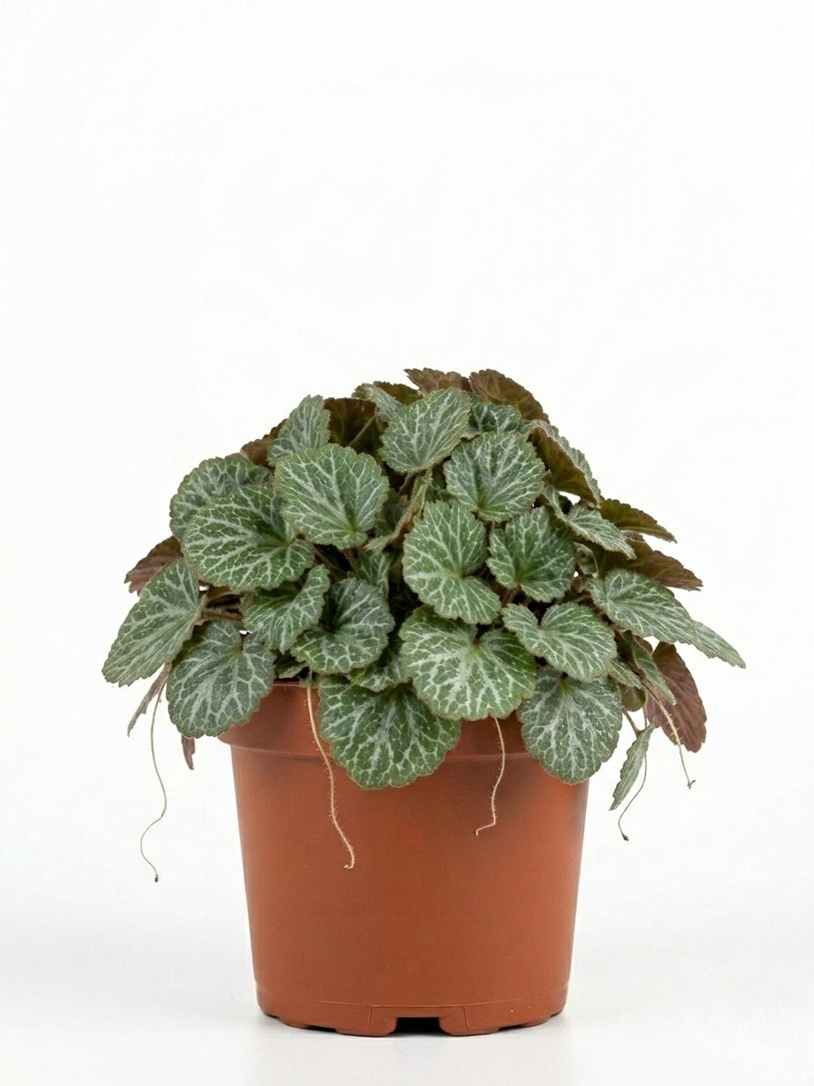 Saxifraga Stolonifera