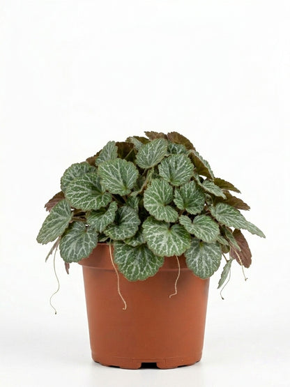 Saxifraga Stolonifera