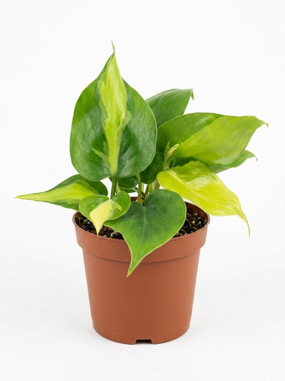Philodendro Cordatum Brasil