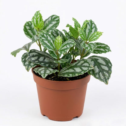 Pilea Cardierei