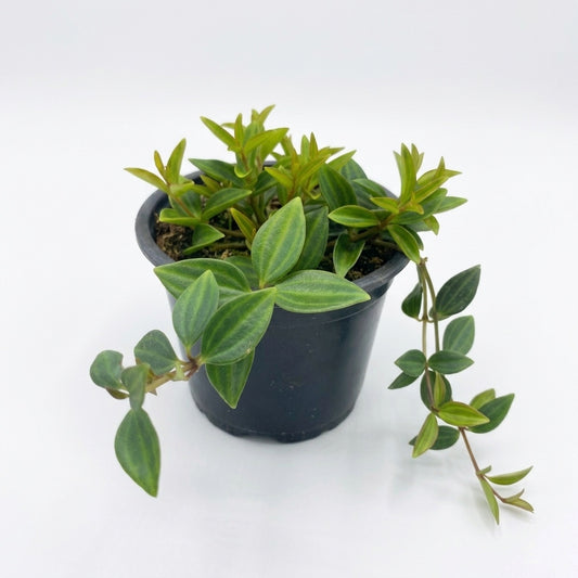 Peperomia Puteolata