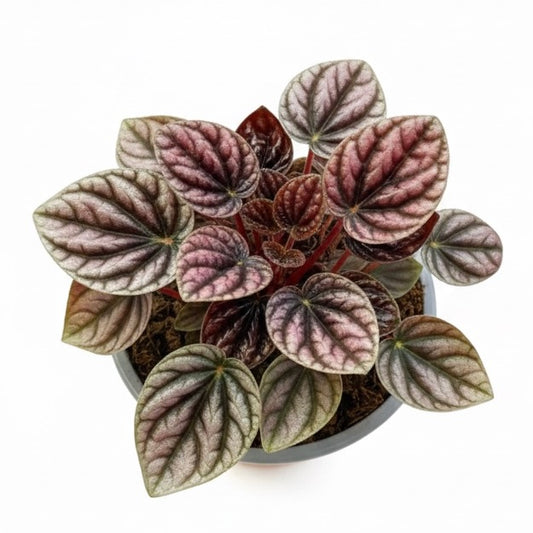 Peperomia Caperata “Schumi Red/Sienna Sunset”