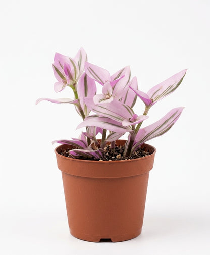 Tradescantia Rose