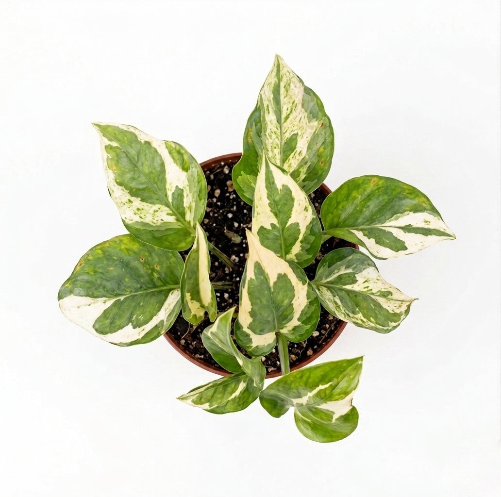 Pothus N’joy