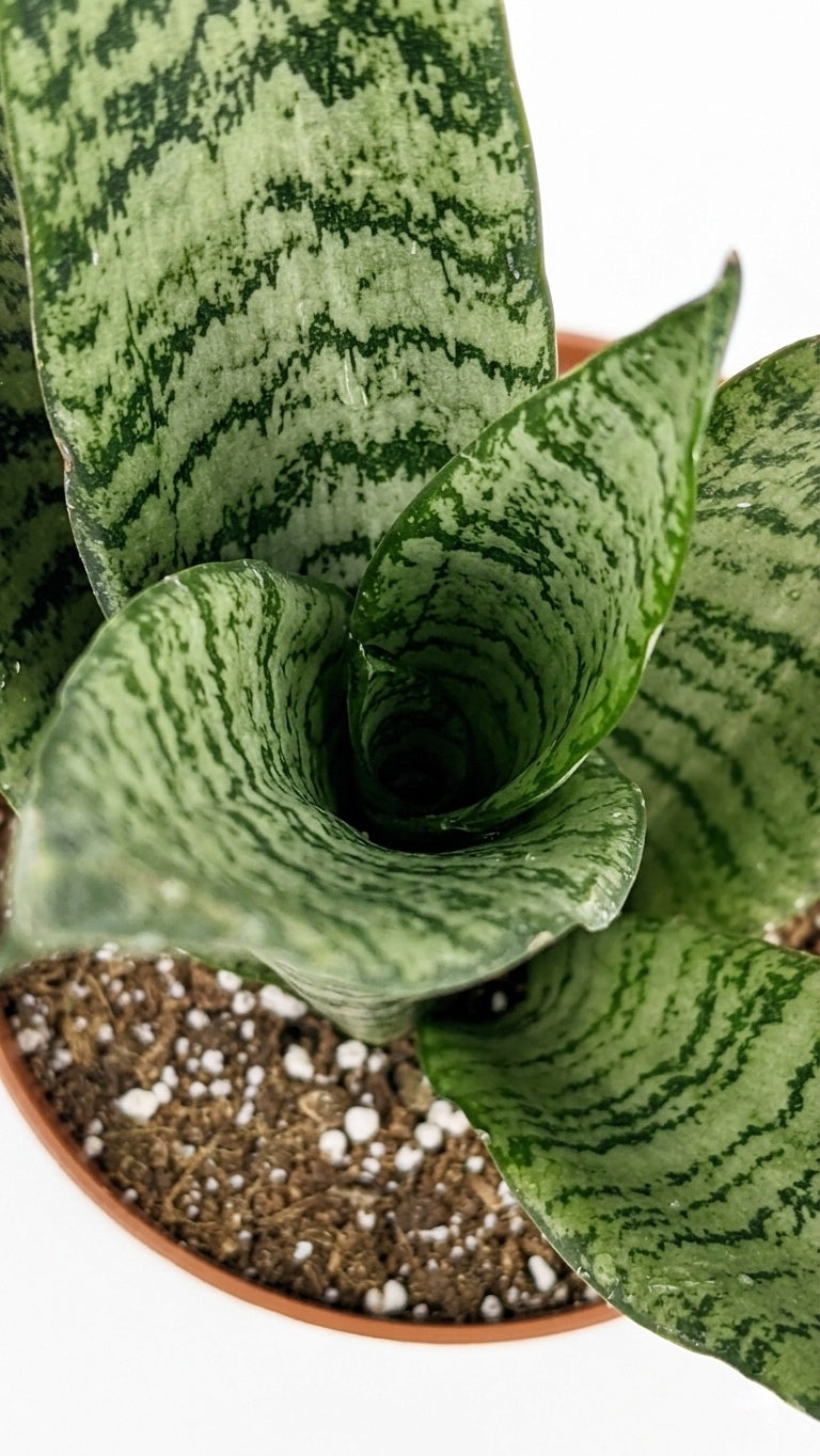 Sansevieria Zeylanica