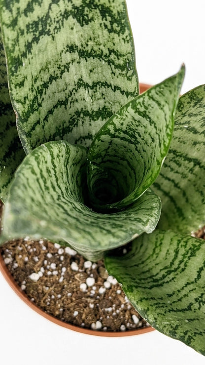 Sansevieria Zeylanica