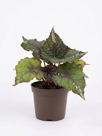 Begonia Rex Galaxy