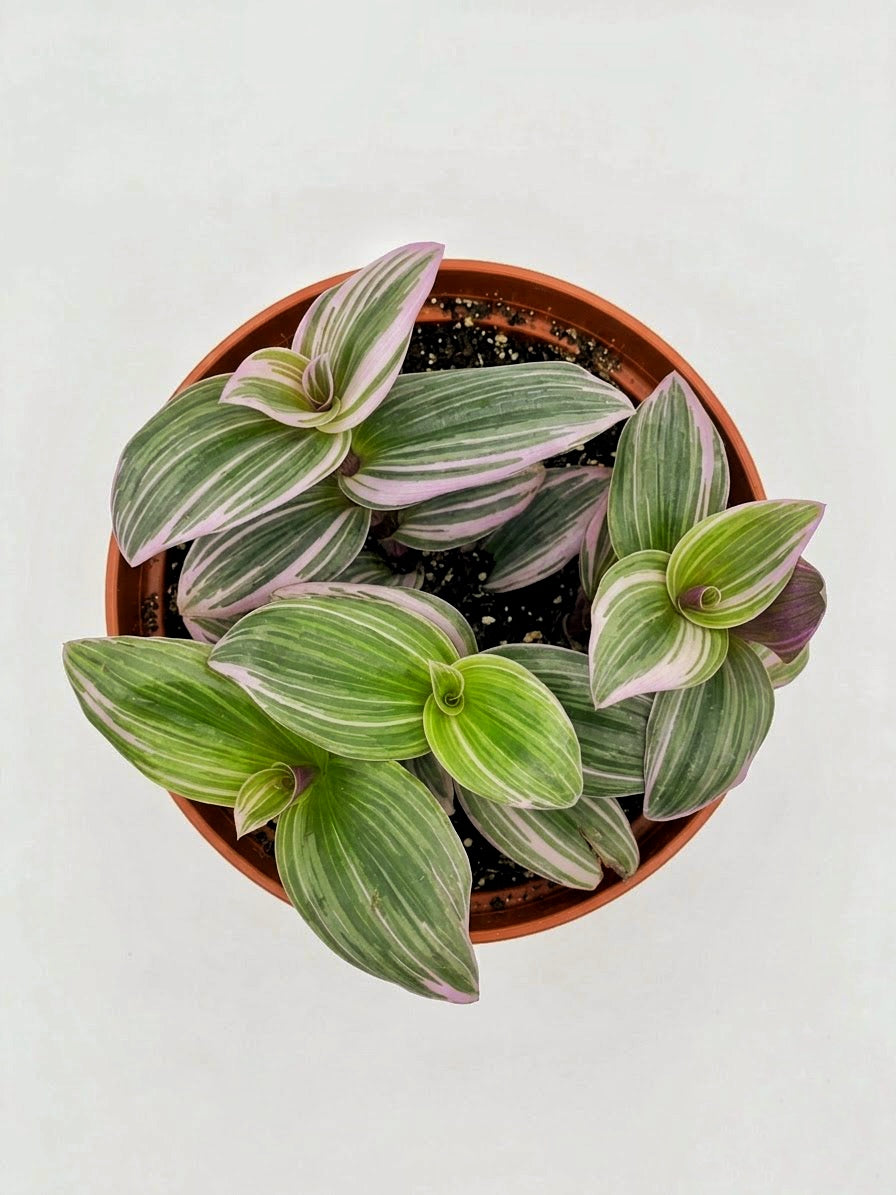 Tradescantia Nanouk