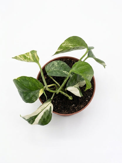 Epiprennum pinnatum