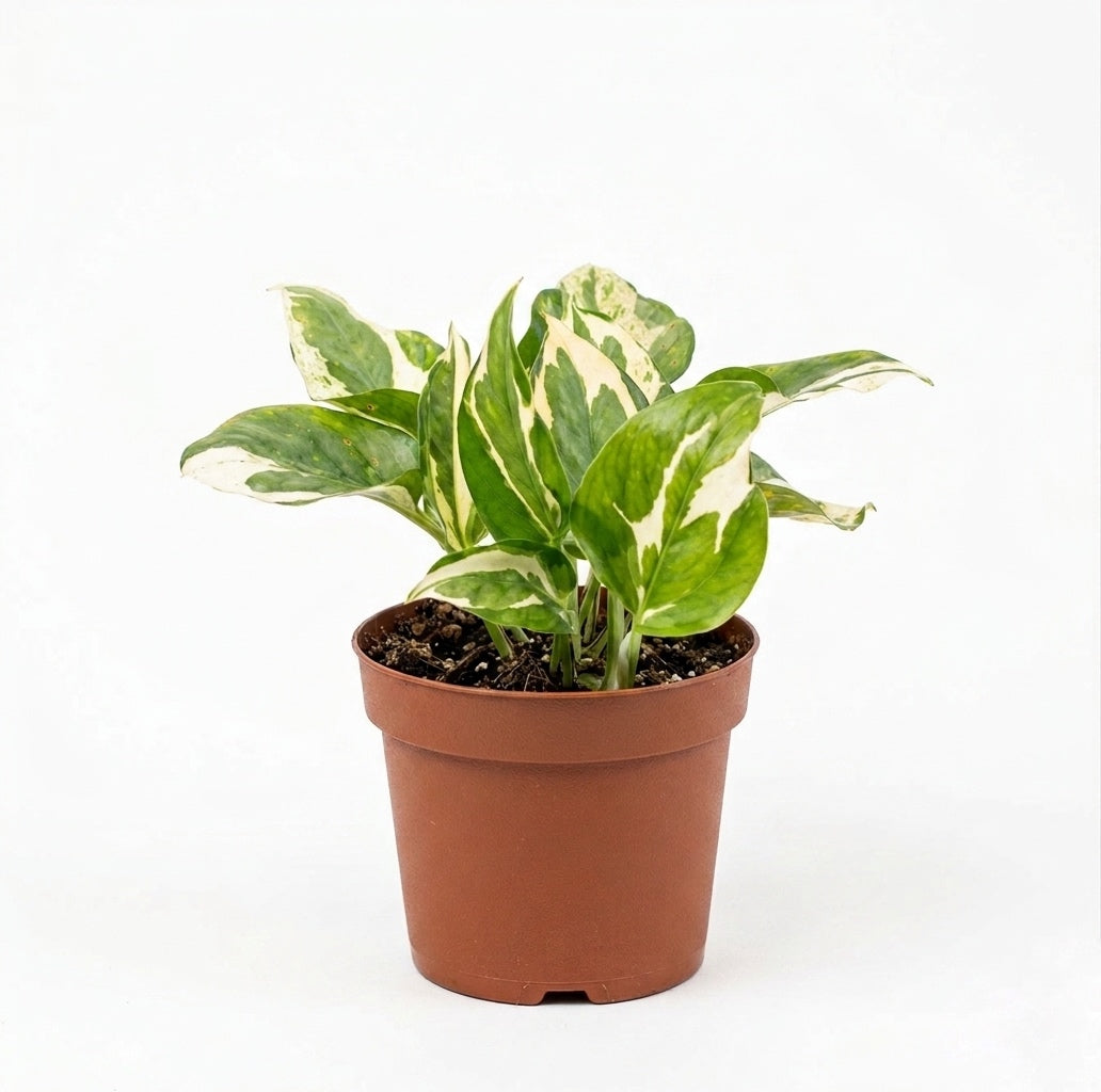 Pothus N’joy