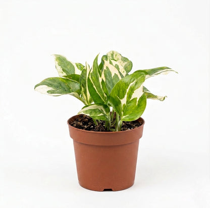 Pothus N’joy