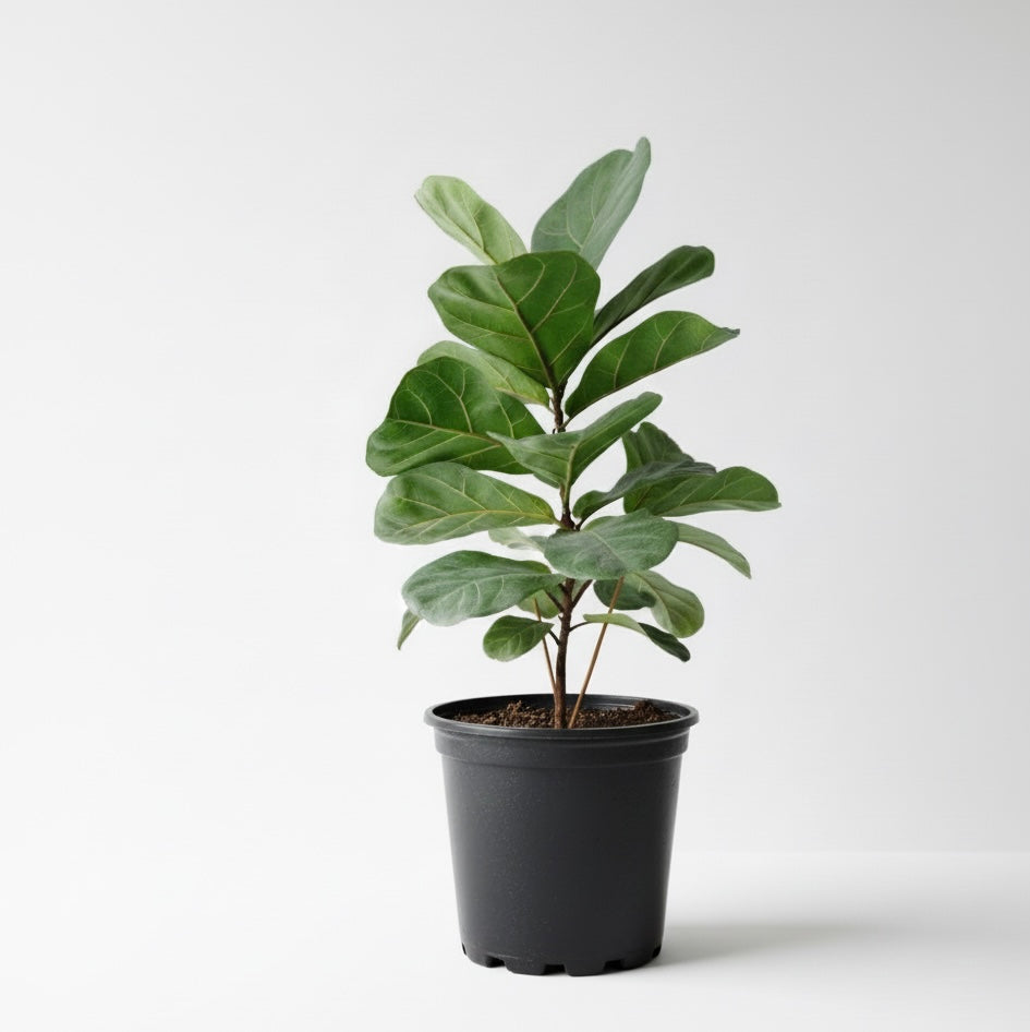 Ficus Lyrata 50 cm