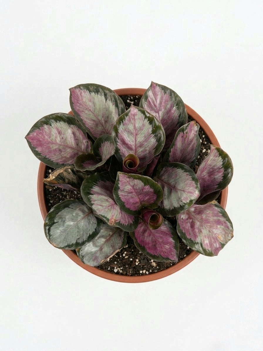 Calathea Roseopicta